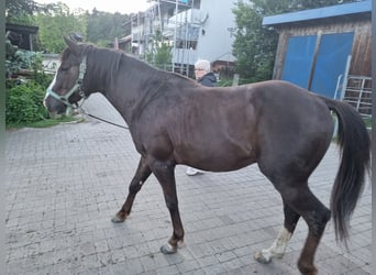 American Quarter Horse, Hengst, 4 Jaar, 146 cm, Donkere-vos