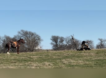 American Quarter Horse, Hengst, 4 Jaar, 147 cm, Rabicano