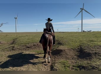 American Quarter Horse, Hengst, 4 Jaar, 147 cm, Rabicano