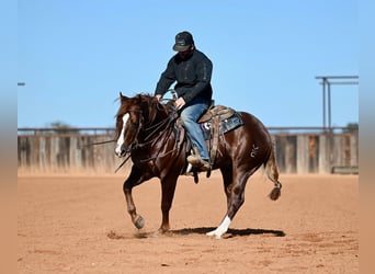American Quarter Horse, Hengst, 4 Jaar, 147 cm, Roodvos