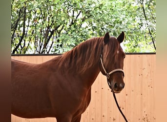 American Quarter Horse, Hengst, 4 Jaar, 148 cm, Vos