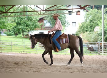 American Quarter Horse, Hengst, 4 Jaar, 149 cm, Grullo