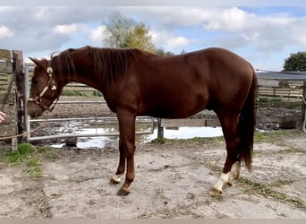 American Quarter Horse, Hengst, 4 Jaar, 149 cm, Vos