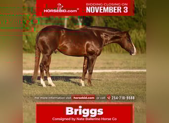 American Quarter Horse, Hengst, 4 Jaar, 150 cm, Donkere-vos