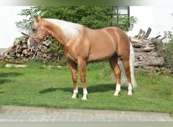 American Quarter Horse, Hengst, 4 Jaar, 150 cm, Palomino