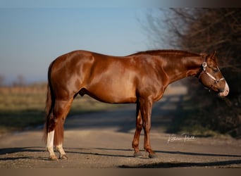 American Quarter Horse, Hengst, 4 Jaar, 153 cm, Donkere-vos