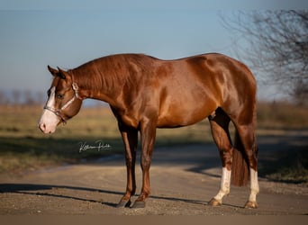 American Quarter Horse, Hengst, 4 Jaar, 153 cm, Donkere-vos