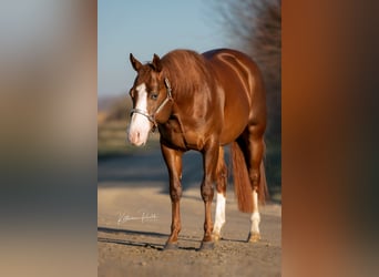 American Quarter Horse, Hengst, 4 Jaar, 153 cm, Donkere-vos