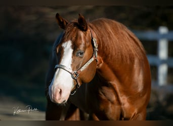 American Quarter Horse, Hengst, 4 Jaar, 153 cm, Donkere-vos