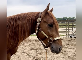 American Quarter Horse, Hengst, 4 Jaar, 153 cm, Vos