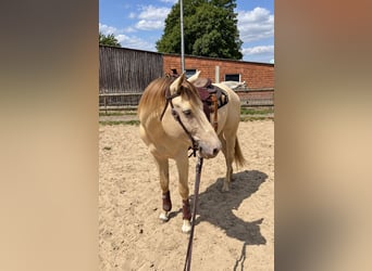 American Quarter Horse, Hengst, 4 Jaar, 155 cm, Champagne