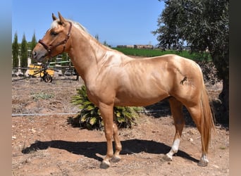 American Quarter Horse, Hengst, 4 Jaar, 156 cm, Palomino