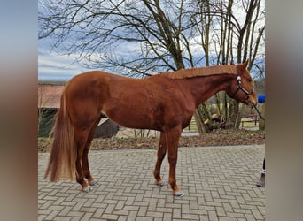 American Quarter Horse, Hengst, 4 Jaar, 165 cm, Vos