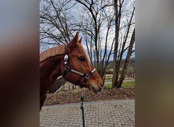 American Quarter Horse, Hengst, 4 Jaar, 165 cm, Vos