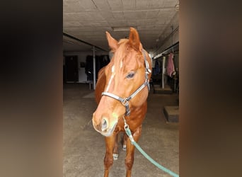 American Quarter Horse, Hengst, 4 Jaar, 165 cm, Vos