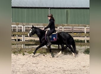 American Quarter Horse, Hengst, 4 Jahre, 140 cm, Rappe
