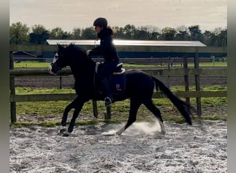 American Quarter Horse, Hengst, 4 Jahre, 140 cm, Rappe