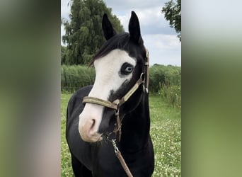 American Quarter Horse, Hengst, 4 Jahre, 140 cm, Rappe