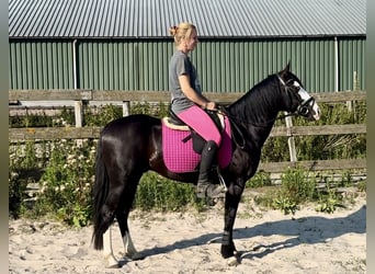 American Quarter Horse, Hengst, 4 Jahre, 141 cm, Rappe
