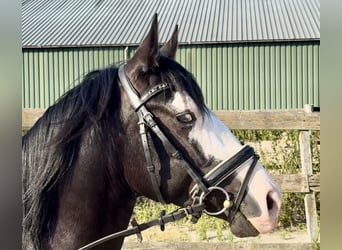 American Quarter Horse, Hengst, 4 Jahre, 141 cm, Rappe