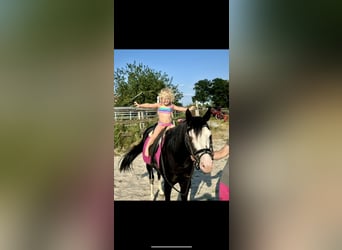 American Quarter Horse, Hengst, 4 Jahre, 141 cm, Rappe
