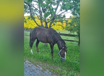 American Quarter Horse, Hengst, 4 Jahre, 146 cm, Dunkelfuchs
