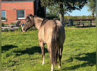 American Quarter Horse, Hengst, 4 Jahre, 148 cm, Grullo