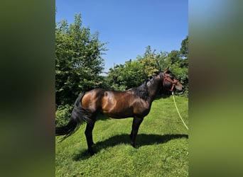 American Quarter Horse, Hengst, 4 Jahre, 150 cm, Brauner