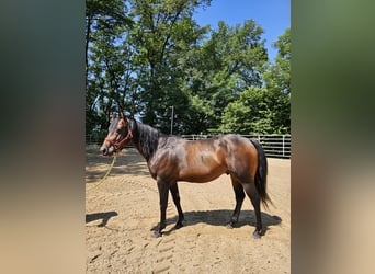 American Quarter Horse, Hengst, 4 Jahre, 150 cm, Brauner