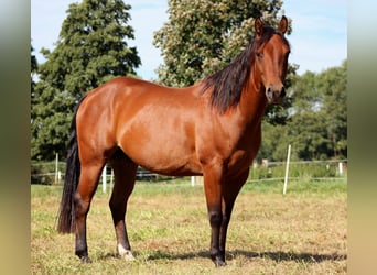 American Quarter Horse, Hengst, 4 Jahre, 150 cm, Brauner