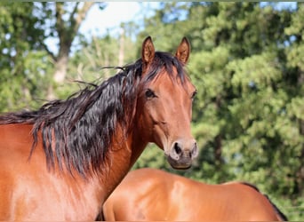 American Quarter Horse, Hengst, 4 Jahre, 150 cm, Brauner