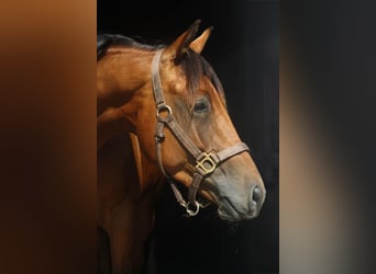American Quarter Horse, Hengst, 4 Jahre, 152 cm, Brauner