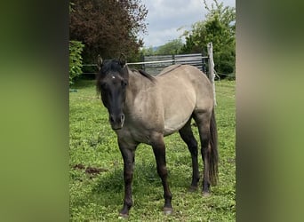 American Quarter Horse, Hengst, 4 Jahre, 152 cm, Grullo