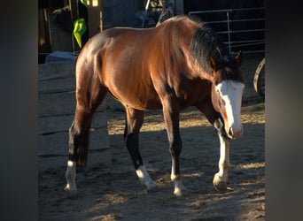 American Quarter Horse, Hengst, 4 Jahre, 154 cm, Brauner