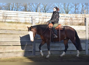 American Quarter Horse, Hengst, 4 Jahre, 154 cm, Brauner