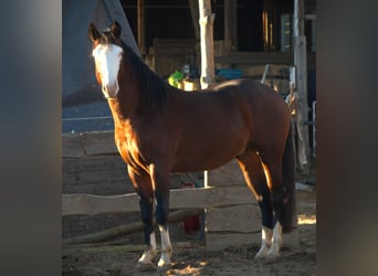 American Quarter Horse, Hengst, 4 Jahre, 154 cm, Brauner