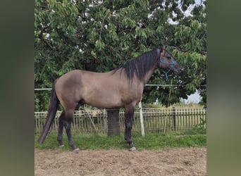 American Quarter Horse, Hengst, 4 Jahre, 154 cm, Grullo