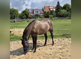 American Quarter Horse, Hengst, 4 Jahre, 154 cm, Grullo