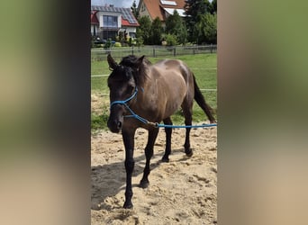 American Quarter Horse, Hengst, 4 Jahre, 154 cm, Grullo