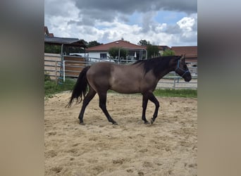 American Quarter Horse, Hengst, 4 Jahre, 154 cm, Grullo