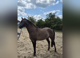 American Quarter Horse, Hengst, 4 Jahre, 154 cm, Grullo