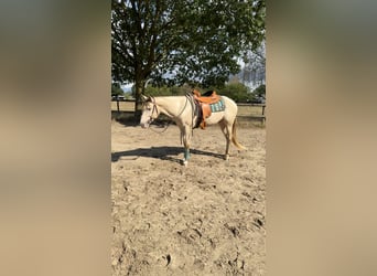 American Quarter Horse, Hengst, 4 Jahre, 155 cm, Champagne