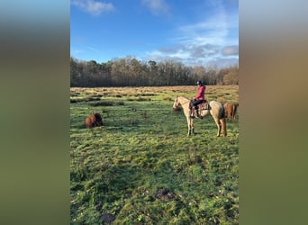 American Quarter Horse, Hengst, 4 Jahre, 155 cm, Champagne