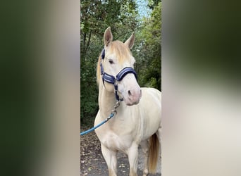 American Quarter Horse, Hengst, 4 Jahre, 155 cm, Champagne