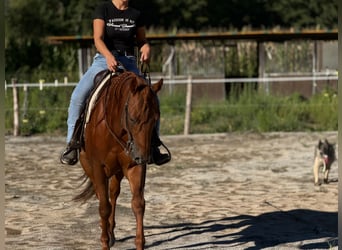 American Quarter Horse, Hengst, 4 Jahre, 155 cm, Fuchs