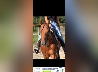 American Quarter Horse, Hengst, 4 Jahre, 155 cm, Fuchs