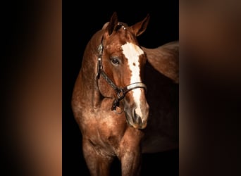 American Quarter Horse, Hengst, 4 Jahre, 155 cm, Roan-Red