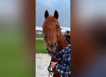 American Quarter Horse, Hengst, 4 Jahre, 156 cm, Fuchs
