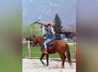 American Quarter Horse, Hengst, 4 Jahre, 156 cm, Fuchs