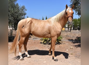 American Quarter Horse, Hengst, 4 Jahre, 156 cm, Palomino